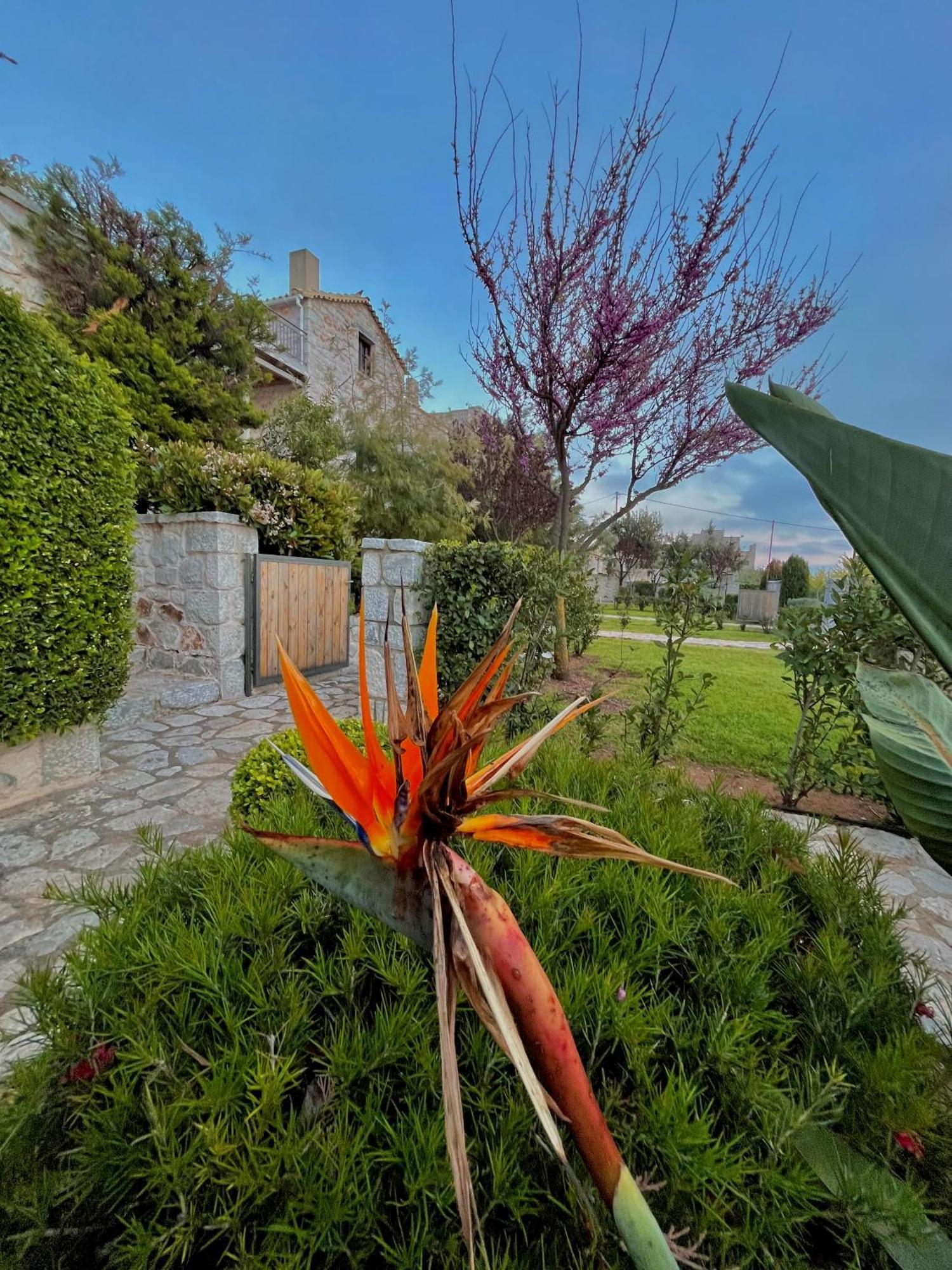 Achelatis Traditional Guest Houses Areopoli Dış mekan fotoğraf